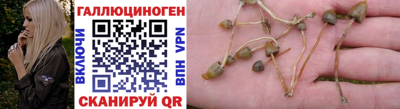 Купить где  Дмитров  Галлюциногенные грибы мухоморы 